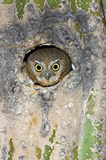 Cavities: Elf Owl nesting in tree cavity