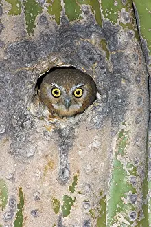 Cavities: Elf Owl nesting in tree cavity