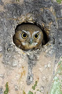 Cavities: Elf Owl nesting in tree cavity