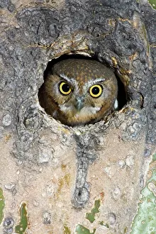 Cavities: Elf Owl nesting in tree cavity