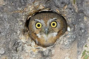Cavities: Elf Owl nesting in tree cavity