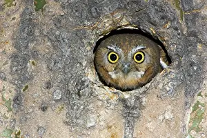 Cavities: Elf Owl nesting in tree cavity