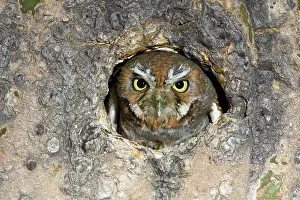 Cavities: Elf Owl nesting in tree cavity