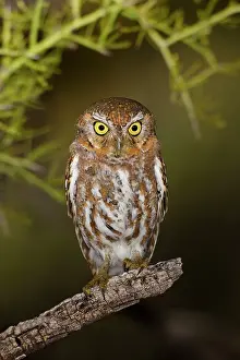 Whitneyi: Elf Owl. Outside nest site