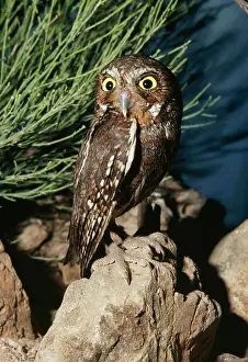 Rotating: Elf OWL - rotating, turning head