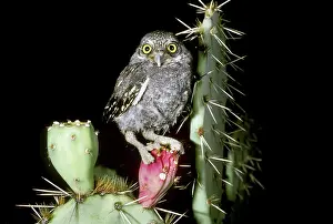 Whitneyi: Elf Owlet