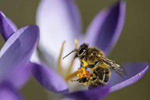 Bees: Elfin crocus (Crocus tommasinianus) with honey bee (Apis mellifera)