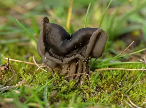 Saddle: Elfin saddle, Helvella lacunosa, growing in sand