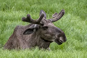 Relaxing: Elk (Alces alces) Bull with antlers, covered with velvet