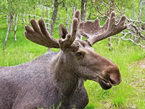 Capreolinae: Elk (Alces alces), bull, portrait, captive, Troms