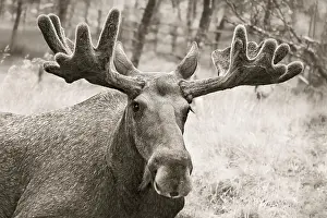 Capreolinae: Elk (Alces alces), bull, portrait, captive, Troms