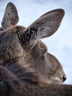 Alces: Elk (Alces alces) (C)