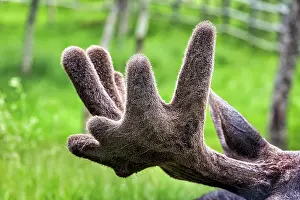 Alces: Elk (Alces alces), captive, close-up of antlers