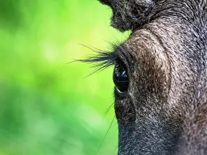 Alces: Elk (Alces alces), captive, close-up of eye and