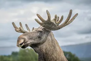Alces: Elk (Alces alces), captive, close-up, Highland W