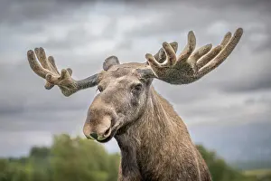 Alces: Elk (Alces alces), captive, close-up, Highland W