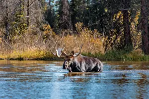Alces: Elk (Alces alces), male elk runs in a lake, Grand