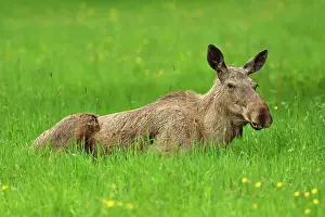 Alces: Elk (Alces alces), sitting in meadow, captive, Switzerland
