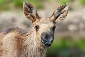 Swedish: Elk (Alces alces), young animal, portrait, Smaland