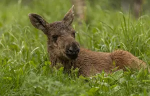 220319: Elk, Alces alces, young calf in woodland clearing