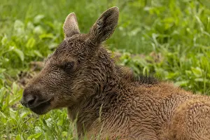 Clearing: Elk, Alces alces, young calf in woodland clearing