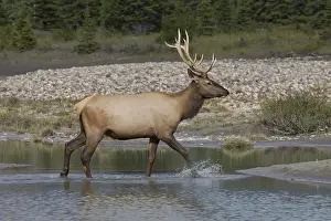 Elks: Elk - bull crossing a river - Jasper National park, Canada