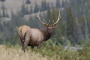 Jasper: Elk - bull - Jasper National park, Canada