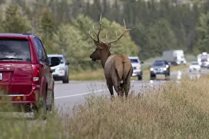 Nelsoni: Elk - bull near to a road - Jasper National park, Canada