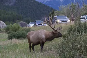 Nelsoni: Elk - bull near to a road - Jasper National park, Canada