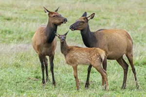 Ken Archer: Elk calf seeking comfort among the adults, Colorado
