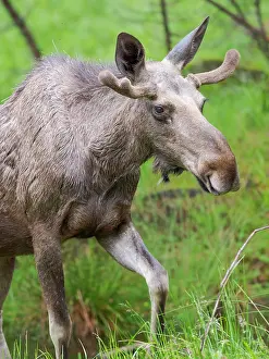 Free: Elk also called Moose in North America (Alces al