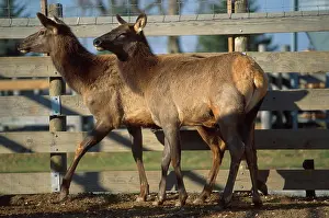 Elks: Elk