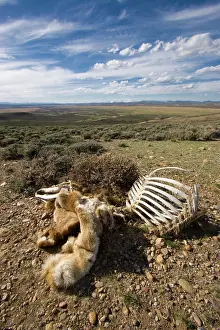 Killed: Elk carcass