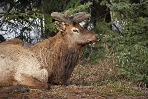 Wapiti: Elk (Cervus canadensis), Banff, Banff National