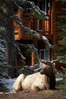 Wapiti: Elk (Cervus canadensis), Banff, Banff National