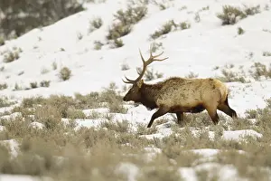 Hoofed: Elk (Cervus canadensis) bull walking in the snow