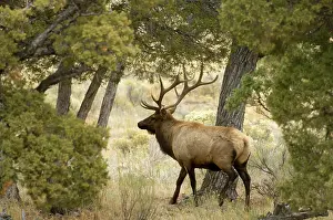Elks: Elk (Cervus canadensis) bull, Yellowstone National
