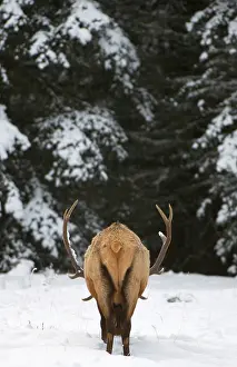 Wapiti: Elk, Cervus elaphus, Banff National Park