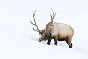 Digging: Elk (Cervus elaphus) bull, foraging in winter snow