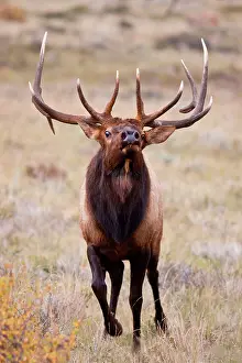 Herding: Elk (Cervus elephus) bull herding harem