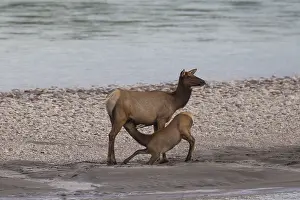 Jasper: Elk - hind suckling calf - Jasper National park