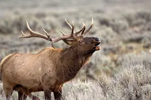 Ward: Elk - Male calling to ward off other males