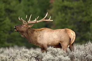 Ward: Elk - Male calling to ward off other males