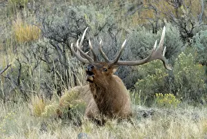 Bellowing: Elk - Male lying down and bellowing