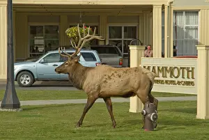 Hotels: Elk - Male walking passed one of the Hotels in