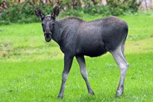 Awkward: Elk / Moose Calf
