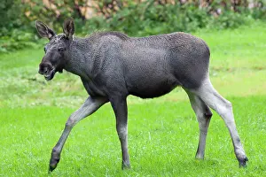 Awkward: Elk / Moose Calf