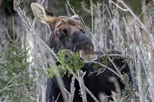 Bitten: Elk, moose, deer, ungulates, even-toed ungulates