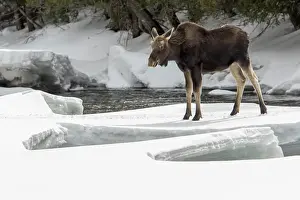 Elche: Elk, moose, deer, ungulates, even-toed ungulates