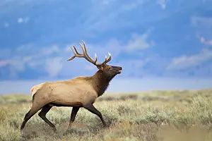 Sagebrush: Elk